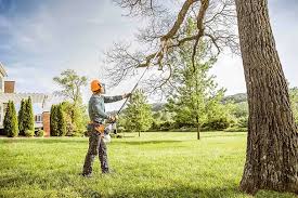 Best Tree Cabling and Bracing  in Georgetown, PA