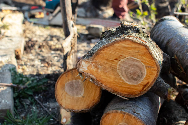 Best Tree Trimming and Pruning  in Georgetown, PA