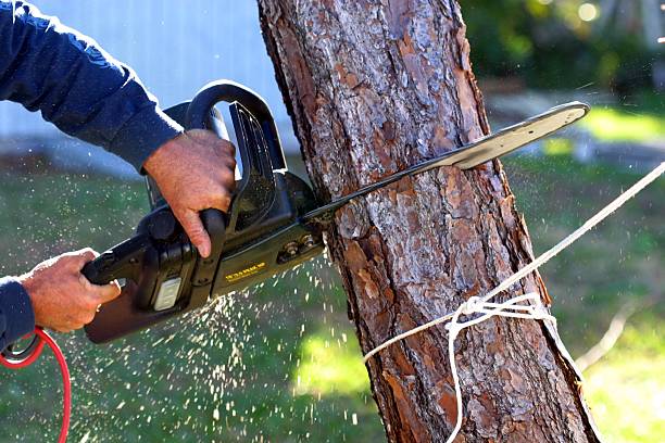 Best Tree Preservation Services  in Georgetown, PA
