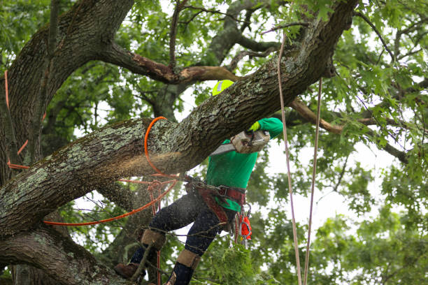 Georgetown, PA Tree Care Company