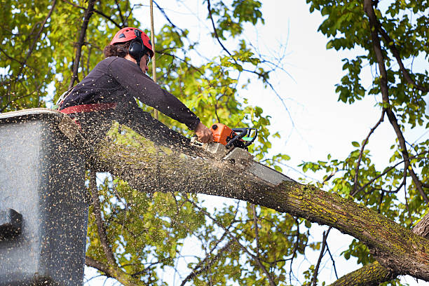 How Our Tree Care Process Works  in  Georgetown, PA